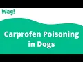 Carprofen Poisoning in Dogs Wag