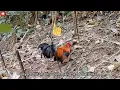 Lagu Pikat Ayam Hutan Sulawesi || Poin Ayam Hutan Ganas