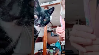 PJ is checking his good angles! 🤣 #sailing #gettingready #aroundtheworld #cat #charity #project