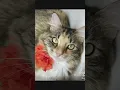 Download Lagu SuPURR MEOWdel #mikathefluffy #cutecat #catvideos