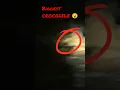 Download Lagu BIGGEST CROCODILE EVER SEEN 😬.#shorts #crocodile #alligator #croc #youtubeshorts #viralshort #lolong