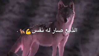 من يوم الذيب انحبس الذبع صار له نفس محمد البصيلي      دندنها