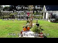 Pressure Treated Lumber Understanding Leaching Use Some Logic FM Garden Ramblings Tour E-9