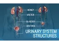 Anatomy and Physiology of Urinary System
