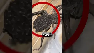 لا تقتله سر مخيف عن عنكبوت الذئب سيصدمك 