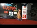 Lagu bohu dance performance by CREED expo