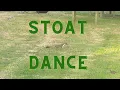 Mesmerizing Stoat Dance in My Garden Wait for it Best Viral s