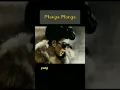 Download Lagu Plonga Plongo #plongaplongo #ahmaddhani #bayunaif #trending