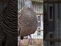 Download Lagu Local turtle doves have a crystal clear topcer sound for bait that responds immediately #shorts