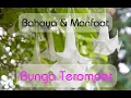 Download Lagu Efek Bahaya Dan Manfaat Bunga Terompet | Bunga Kucubung