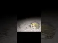 Lagu frog sex #viral