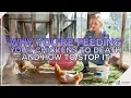 Why You re Feeding Your Chickens To Death And How To Stop It