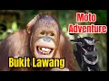 Download Lagu Wild Orangutans in Sumatra 🦧 | Bukit Lawang Jungle Adventure!