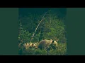 The Bear Part II