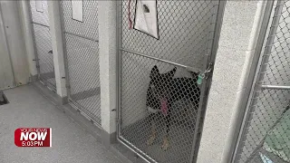 Allen County named Ohio s Top Dog Warden Facility for 2025