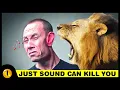 10 Loudest Animals in the world and one can kill you