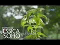 Download Lagu Kapuso Mo, Jessica Soho: Serpentina, nakagagaling nga ba?