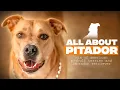 Labrabull Pitador A Complete Guide to Pitbull Lab Retriever Mix