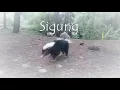 Download Lagu Sigung