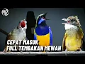 Download Lagu 🔴BURUNG MASTERAN TERBAIK 2025 || MASTERAN MURAI BATU FULL ISIAN TEMBAKAN MEWAH ❗🔥