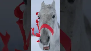 Лучший мой подарочек это ты конныйспорт лошади коноблог 