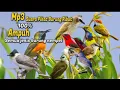 Download Lagu SUARA BURUNG RIBUT PIKAT BURUNG AMPUH 100%