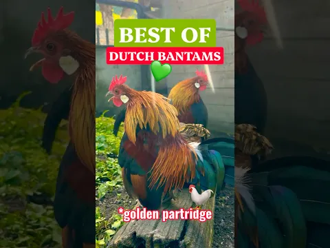 Best of Dutch bantam roosters in the gold partridge variety! - Holländisches Zwerghuhn "goldhalsig"