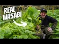 Download Lagu Watch this before Buying Wasabi