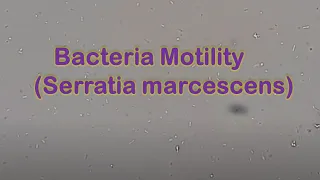 Bacteria Motility Serratia marcescens