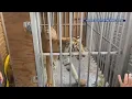 India the Tiger Taken to New Home in North Texas