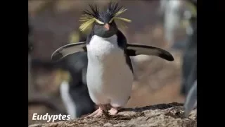 List of Animals Starting with E - All Animals