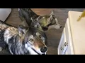 Dog Bite vs Wolf Bite