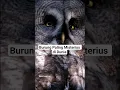 Download Lagu Fakta Menarik di Balik Mata Burung Hantu #shorts #burunghantu
