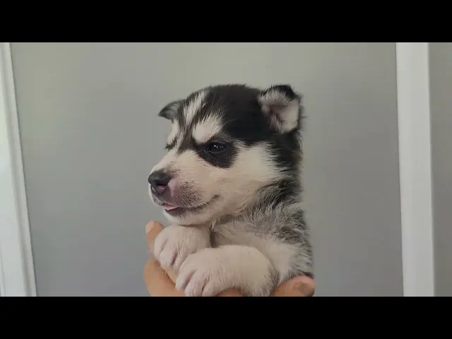 動画
