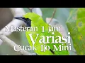 Masteran Variasi dan Pancingan Cucak Ijo Mini Gacor panjang