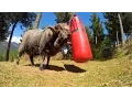 Lagu Angry Ram destroys a punching bag..