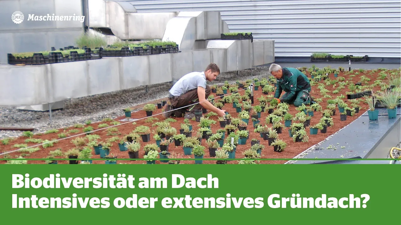 Intensives oder Extensives Gründach? Unterschied einfach erklärt