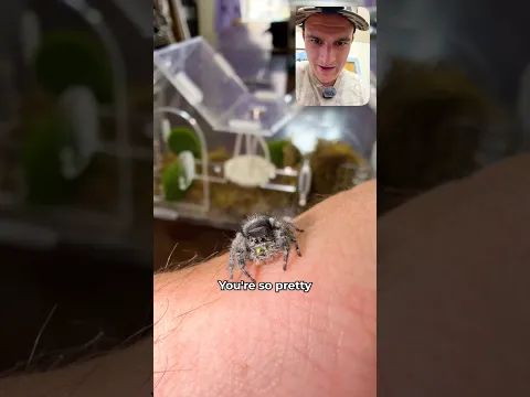 I finally held my jumping spider 😳🕷️#shorts #jumpingspiders #petspider #pov