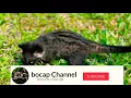 Download Lagu suara anak musang memangil induk ya.. cocok buat pancingan semua jenis  musang.
