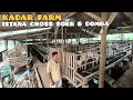 Lagu Kadar Farm: markas Cross Boer dan Domba Garut Terlengkap di Bangunrejo