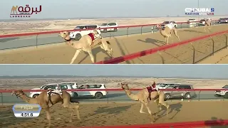 ش7 شاهين لـ حمد محمد علي عويمر الدرعي المرموم الأسبوع الرابع 26 10 2025 جذاع قعدان محليات 7 36 3 