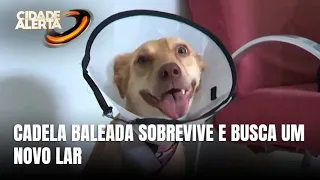 Cadela baleada com mais de 20 chumbinhos se recupera e busca novo lar