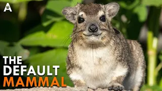 The Most Bullied Animal In The Internet Is Full Of Secrets