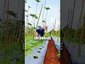Download Lagu How to Train Tomato Plants Horizontally for Maximum Yield