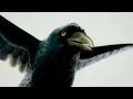 Fat Freddy's Drop Blackbird (Official Video)