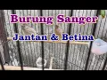 Lagu Burung Sanger Jantan dan Betina || Kicau Series