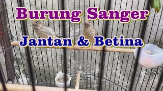 burung sanger jantan dan betina kicau series