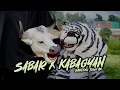 Lagu Duh Sayang Ngapuntene Saestu / Sabar X Kabagyan Versi Banteng Jowo'an (Official Music Video)