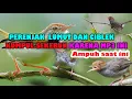 Lagu suara pikat prenjak lumut betina memanggil jantan kombinasi suara perenjak tamu mp3