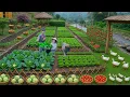Download Lagu Harvesting Organic Cauliflower \u0026 Building a Natural Garden | Happy Rural Life in Vietnam